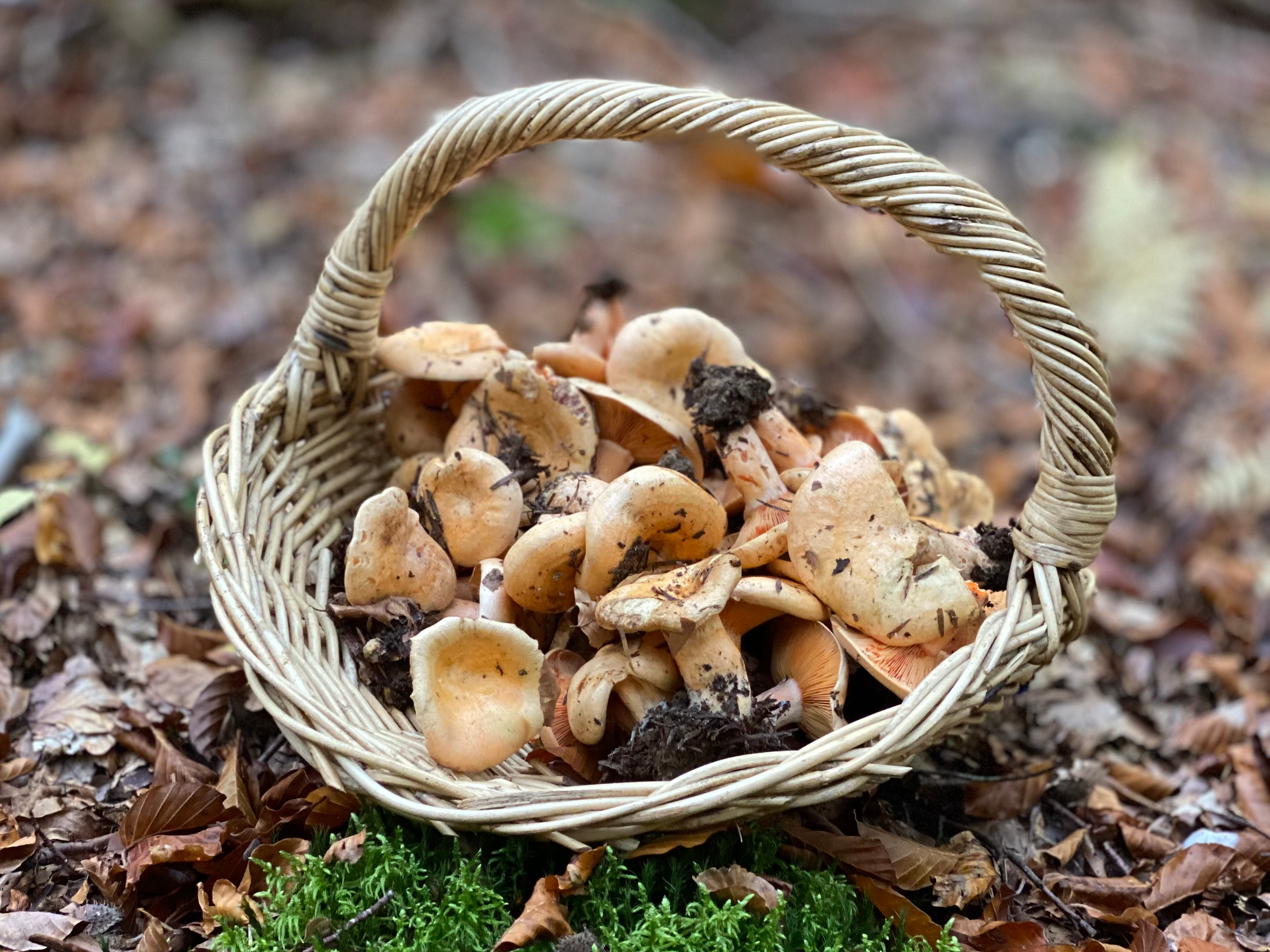 Cueillette de champignons en Auvergne